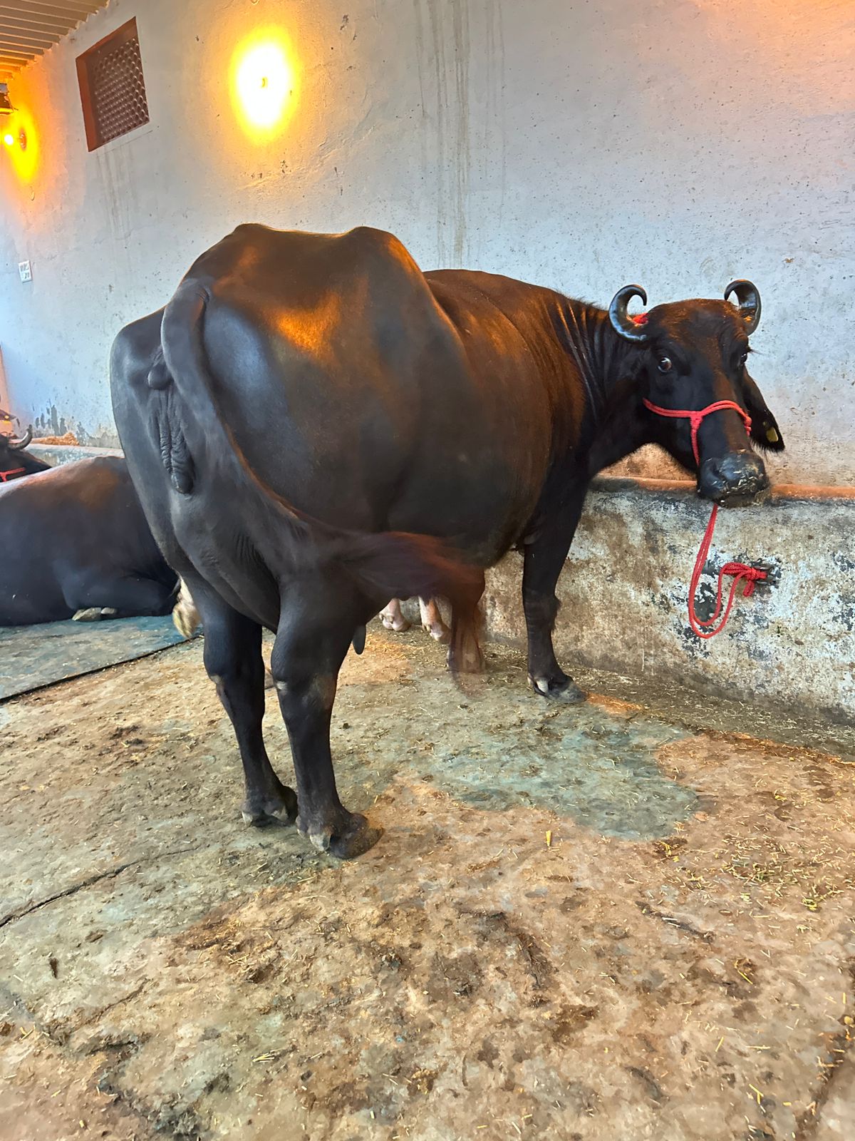 Milking Murrah buffalo