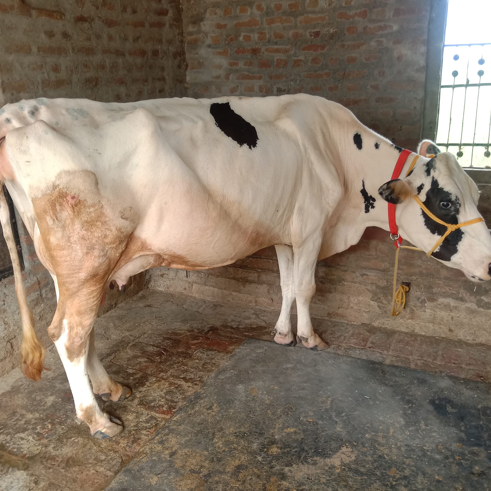 Pregnant hf cow