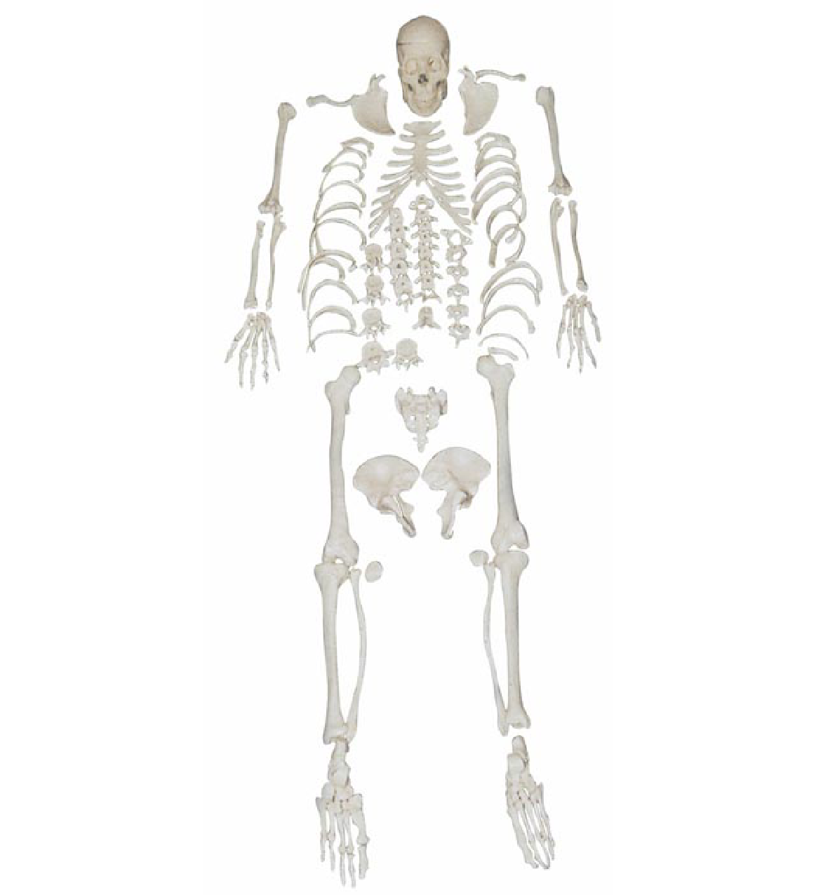 XC-130- Disarticulated Full Skeleton Model