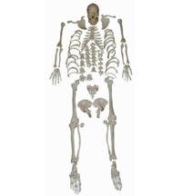 XC-130- Disarticulated Full Skeleton Model