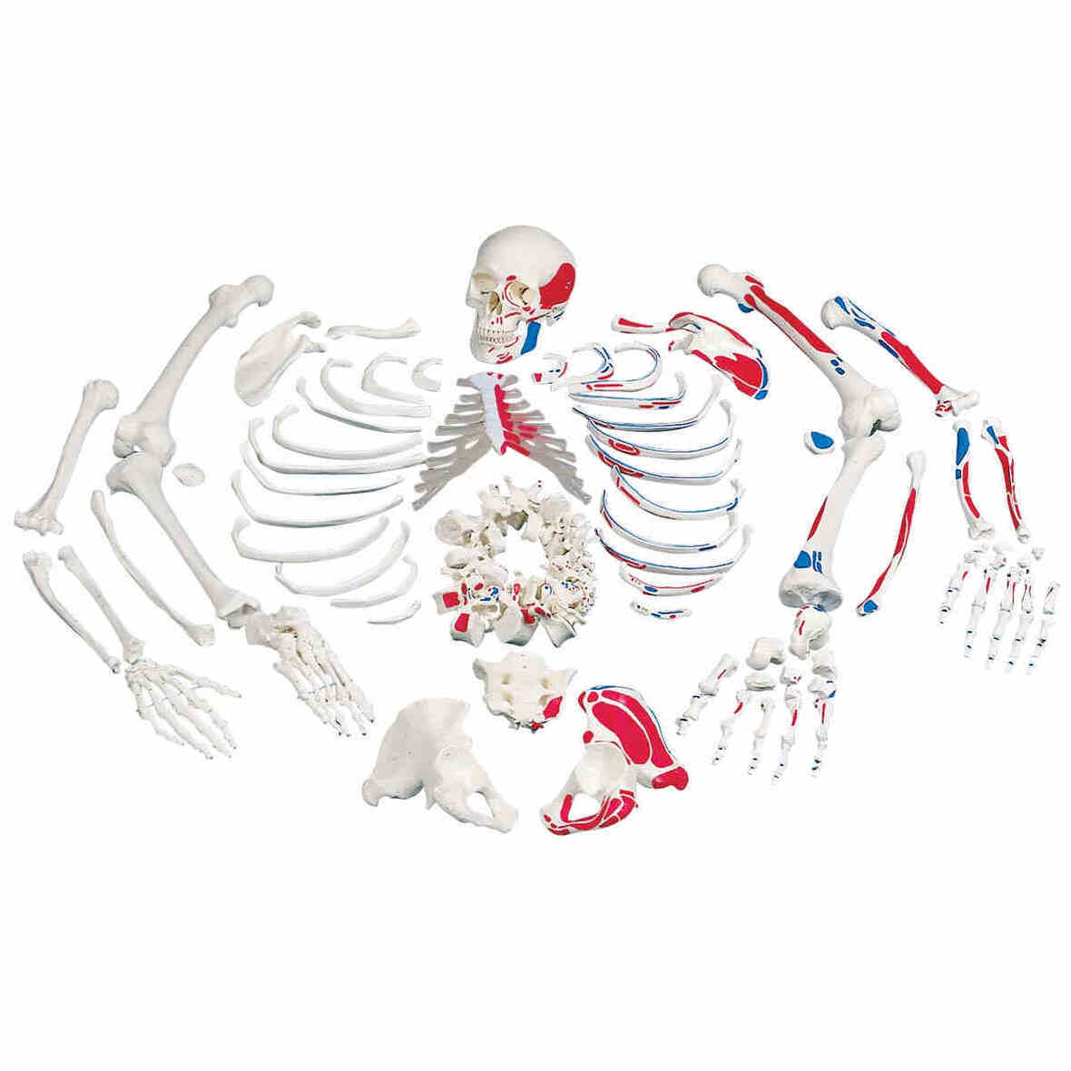 XC-130B -Disarticulated Painted Skeleton Model