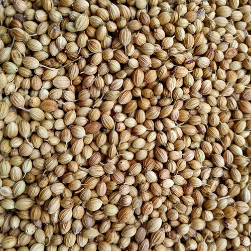 Coriander Seeds - Product Type: Fresh