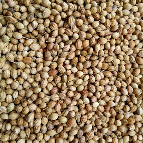 Coriander Seeds