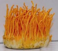 Cordyceps Militaris
