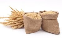Durum Wheat