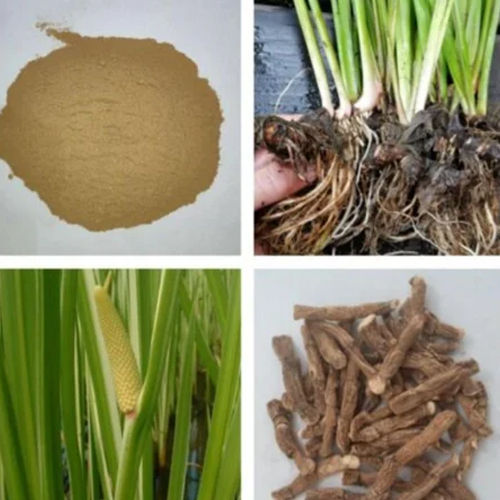 Acorus Calamus Dried Extract - Shelf Life: 24 Months