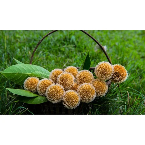 Cadamba Kadamba Extract