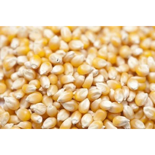 Yellow Maize For Animal Feed