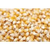 Yellow Maize For Animal Feed - Cultivation Type: Common