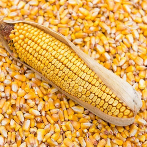 Yellow Maize for Human Consumption