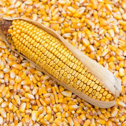 Yellow Maize For Human Consumption By Brijnandan Agro Farmer Producer Company Ltd