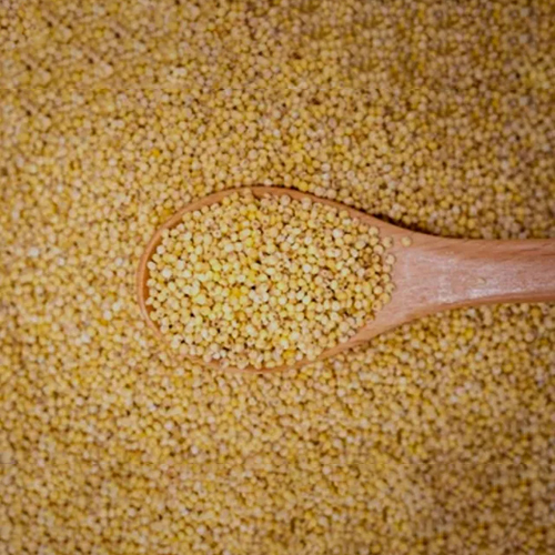 Fox tail Millet Thinai