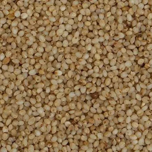 Little Millet Samai - Cultivation Type: Common