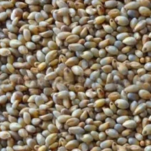 Pearl Millet Kambu