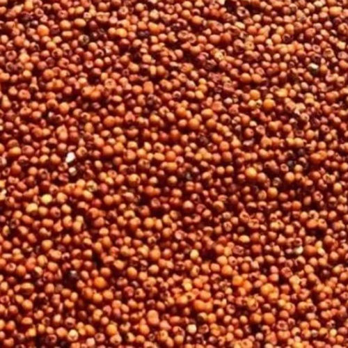 Red Ragi - Cultivation Type: Common