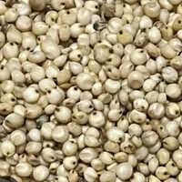 White Sorghum - Smooth Texture, 98% Purity | Gluten-free Grain For Flour And Porridge, Nil Moisture, Fresh Shelf Life Of 3-6 Months