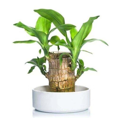 Mitsico Lucky Wood Potted Plant Indoor Desktop Ornaments Water Culture Green Plants with Groot Shape Ornaments