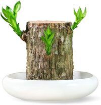 Mitsico Lucky Wood Potted Plant Indoor Desktop Ornaments Water Culture Green Plants with Groot Shape Ornaments