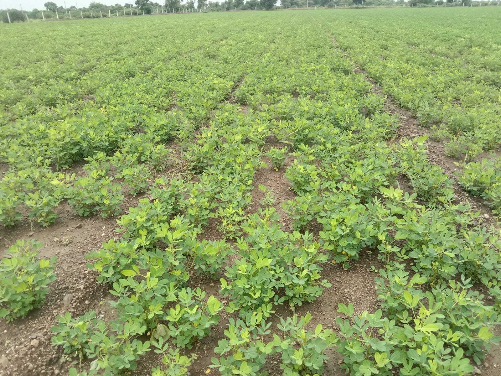 Girnar 5 Groundnut Premium Seeds