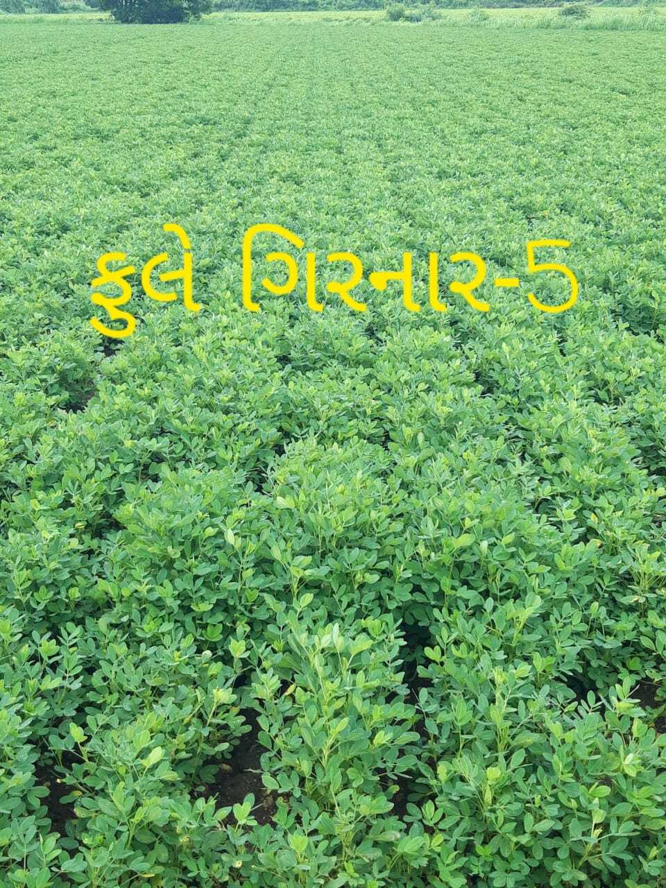 Girnar 5 Groundnut Premium Seeds