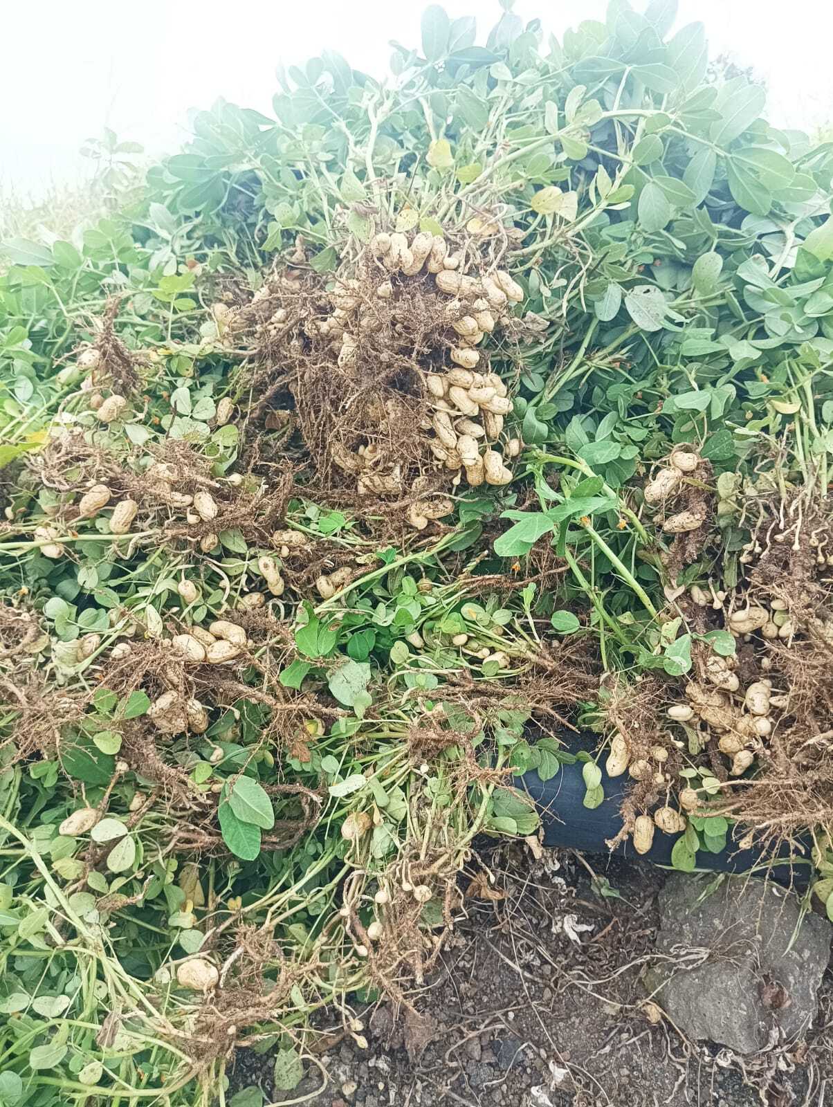 Girnar 5 Groundnut Premium Seeds