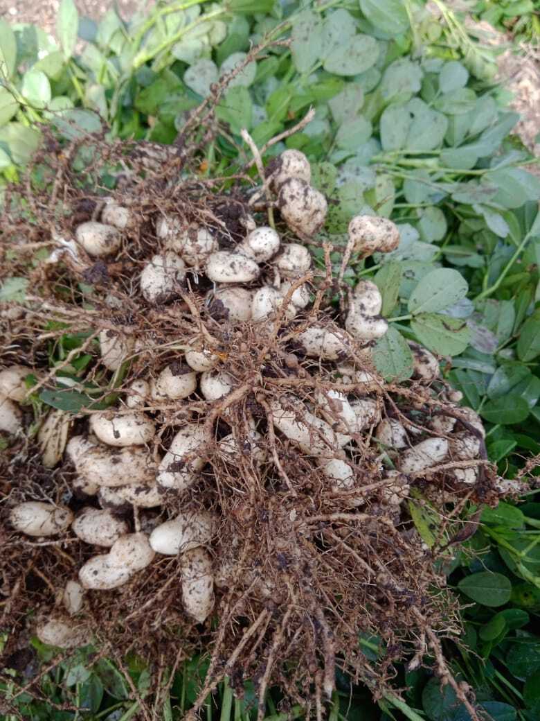Girnar 5 Groundnut Premium Seeds