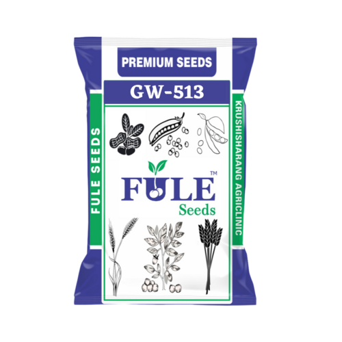 गुजरात गेहूँ 513