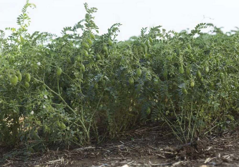 Gujarat Junagadh Chickpea 3 Premium Seeds