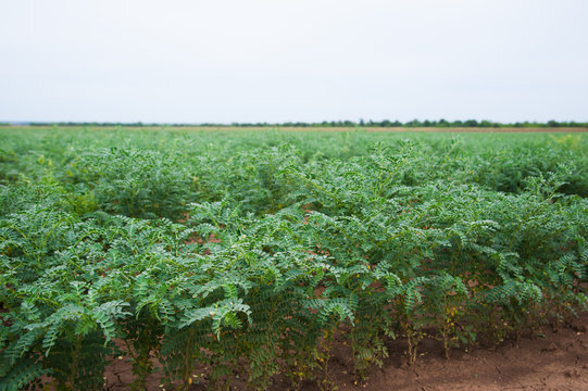 Gujarat Junagadh Chickpea 3 Premium Seeds