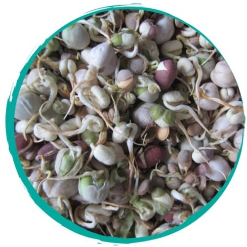 Freeze Dried sprouts