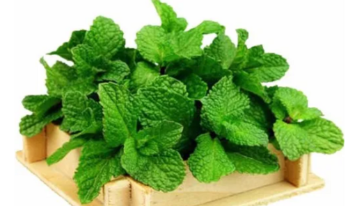 Freeze dried Mint leaves