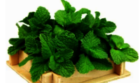 Freeze Dried Mint Leaves - Color: Green