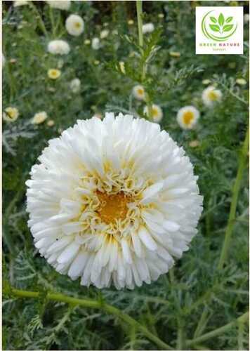 Marigold Plants White