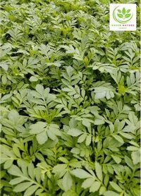 Flower Plants