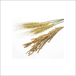 पार उबले हुए चावल