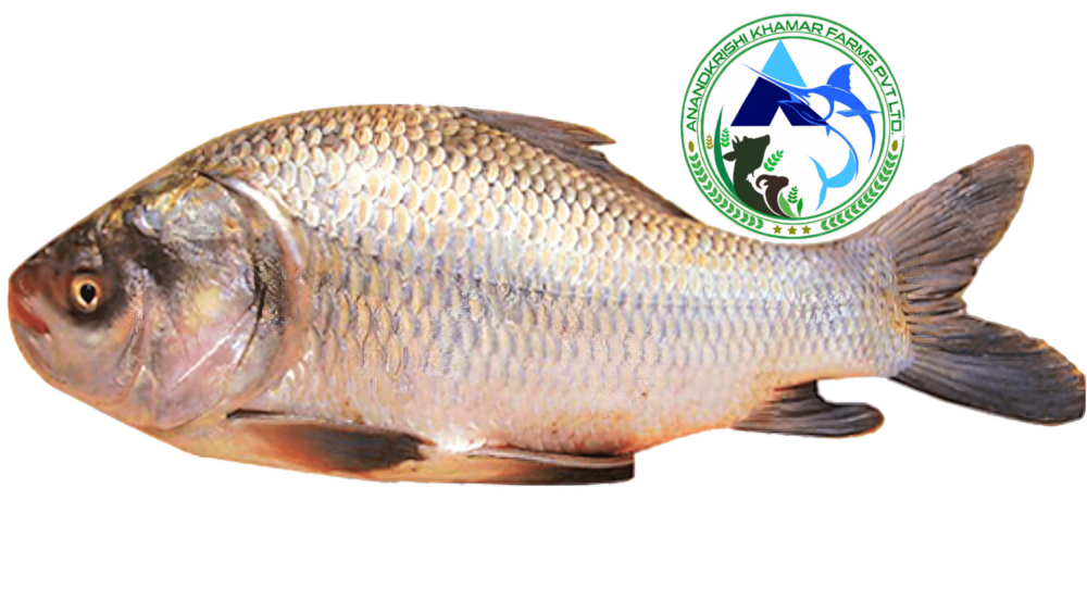 Bhakur Fish Seed - Color: Redish Black