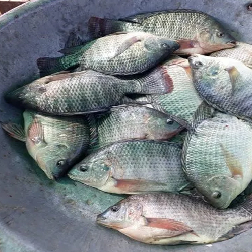 Mono Tilapia Fish Seeds