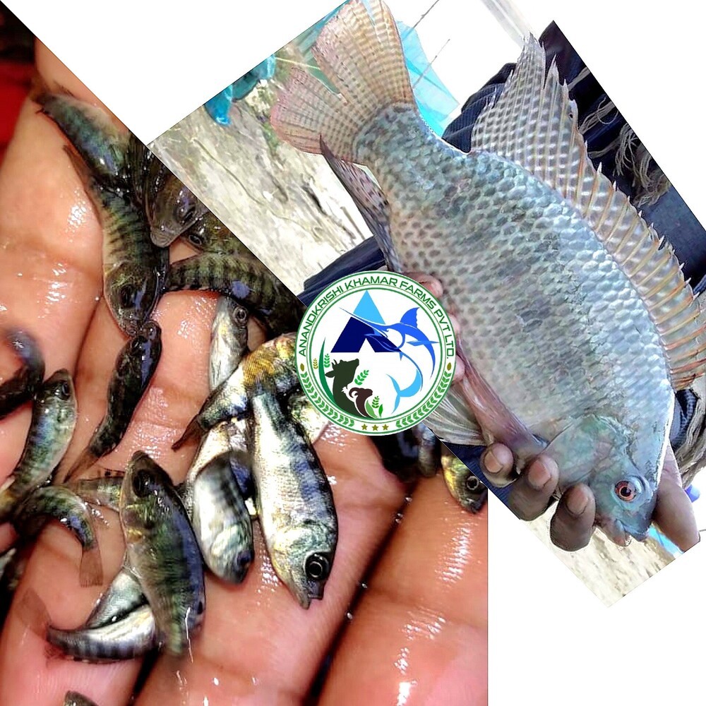 Mono Tilapia Fish Seeds - Color: Light Blue To Silver