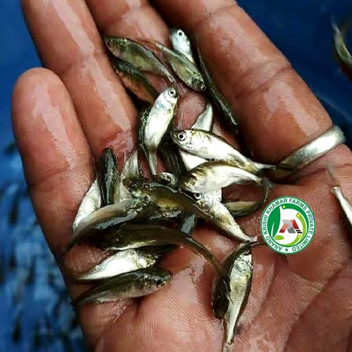 Bighead Carp Fish Seed Hypophthalmichthys Nobilis Fish Seeds