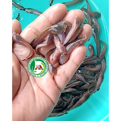 Magur Fish Seeds