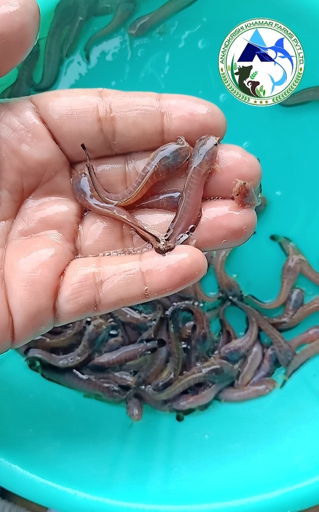 Magur Fish Seeds - Reddish Black, 2-2.5 Inch | Fast Growth Rate, Sustainable Aquaculture Solution