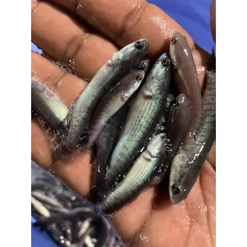 Snakehead Murrell Fish Seed