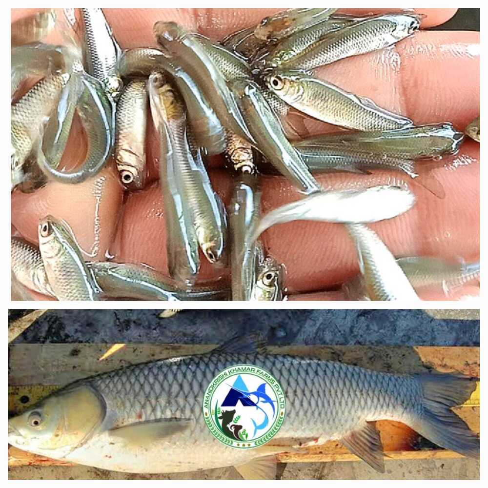 Grass Carp Fish Seed - Color: Blackish White