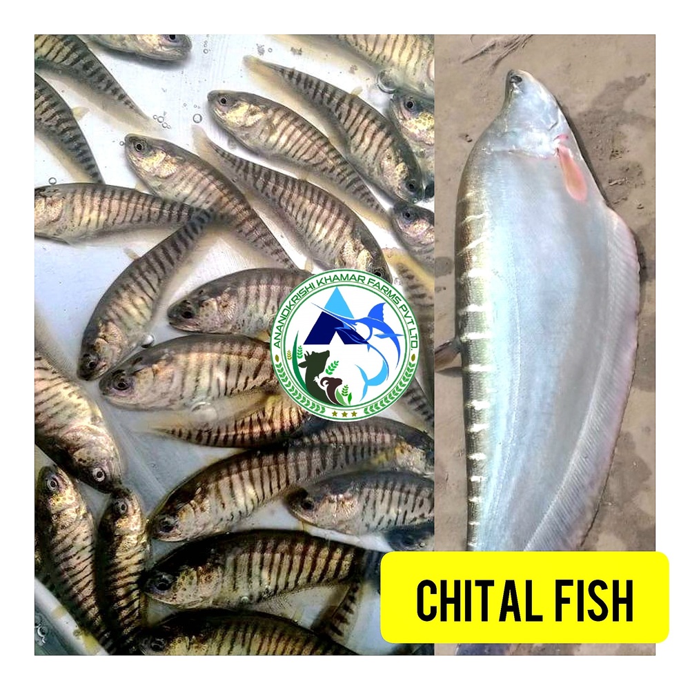 Chital Fish Seed - Color: Blackish White