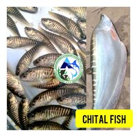 Chital Fish Seed - Fish Seed Material 1-4 Inch Dimensions Blackish White Color | Fast Growth Rate Ideal for Aquariums