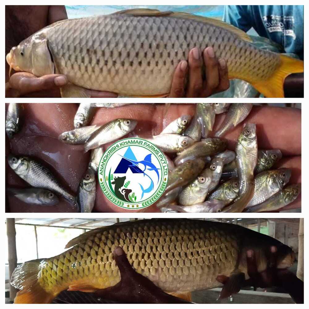 Amur Common Carp Fish Seeds