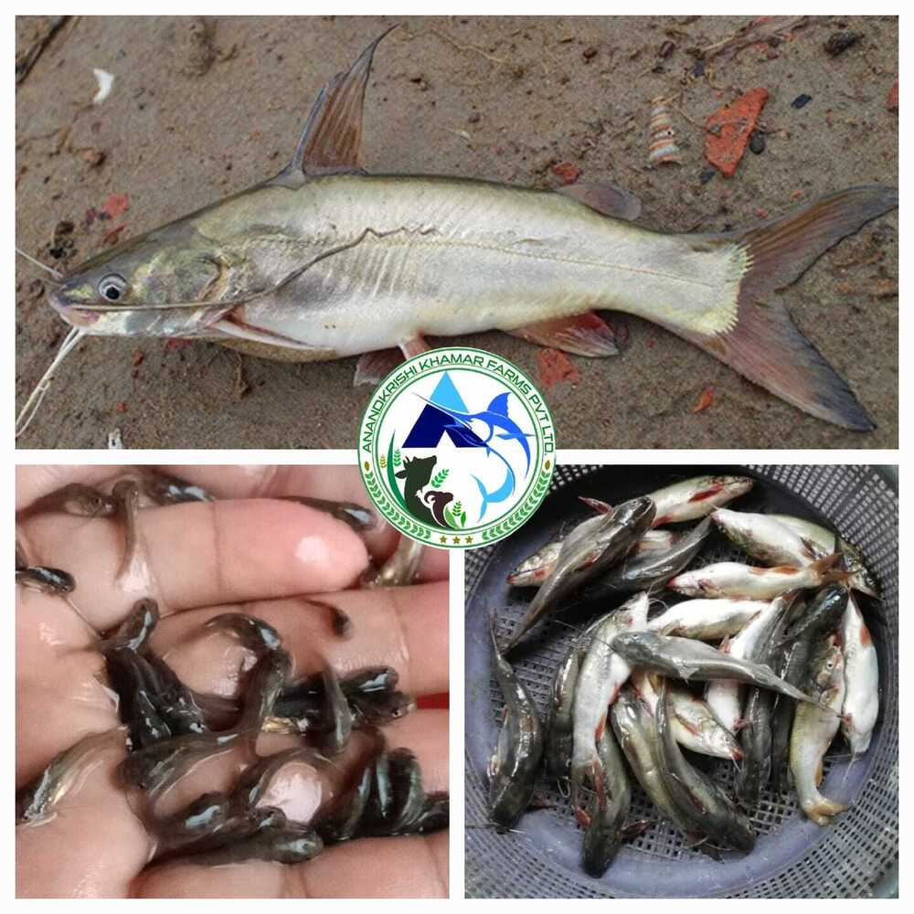 Mystus Gulio Fish Seeds (Nona Tengra )
