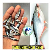 Pangasius Fish Seed - Whitish Black, 0.75-1 Inch Size | Fast Growth Rate, Ideal For Aquaculture, Shark Catfish Species