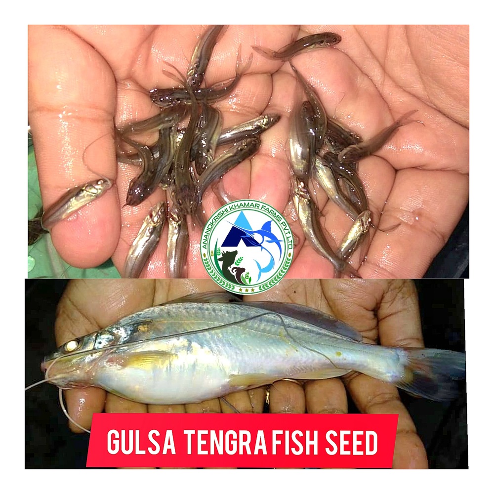 Gulsha Tengra Fish Seeds