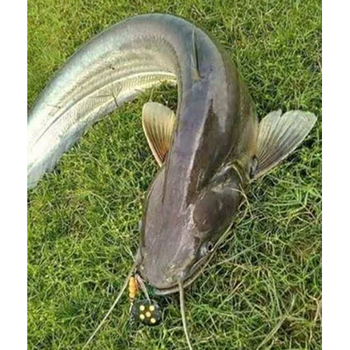 Boal Fish Seed